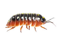 a close up of a bug