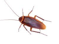 a close-up of a bug