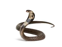 a snake with a long tail