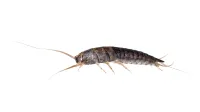 a close up of a bug