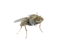 a close up of a fly