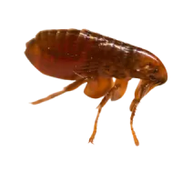 a close-up of a snail
