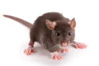 a mouse with a long tail