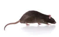 a rat on a white background