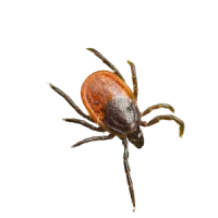 a close up of a bug