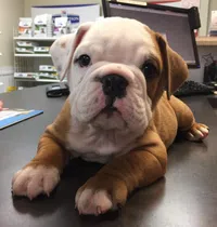 Puppy Spay or Neuter Plan