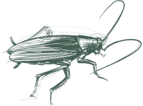 a drawing of a beetle