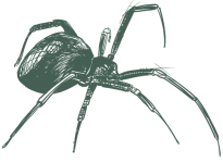 a drawing of a spider