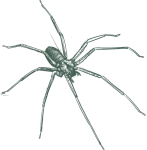 a black and white drawing of a spider