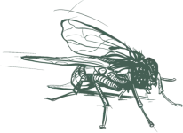 a black and white drawing of a fly