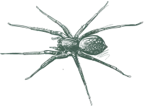 a drawing of a spider