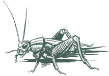 a drawing of a cricket