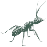 a drawing of an ant