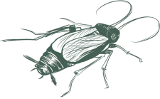 a drawing of a bug