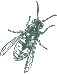 a black and white drawing of a wasp