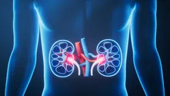 3D illustration of human kidneys highlighting renal arteries and veins with glowing effect inside the torso.