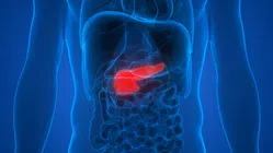 3D medical illustration of highlighted human pancreas inside a transparent torso with surrounding organs.