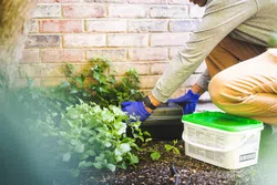 a person planting plants in a garden