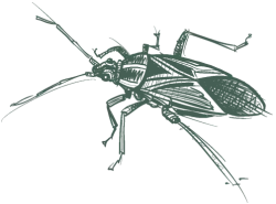 a drawing of a bug