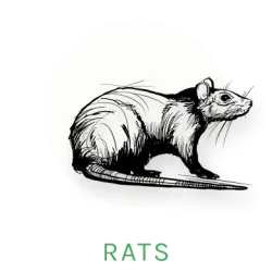 rat icon