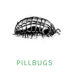 pillbug icon