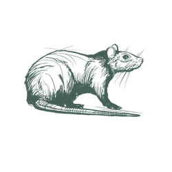 a black and white drawing of a rat with a long tail