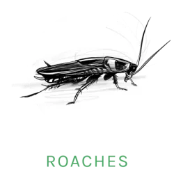 cockroach icon