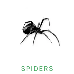 spider icon