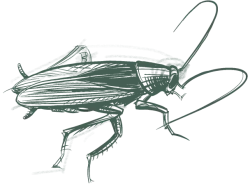 a drawing of a beetle