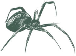 a drawing of a spider