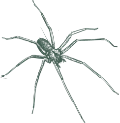 a black and white drawing of a spider