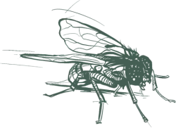 a black and white drawing of a fly