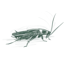 a cockroach