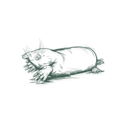 Minimalist green silhouette drawing of a cat lying down with tail curled and eyes closed