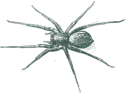 a drawing of a spider