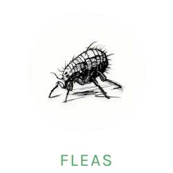 flea icon