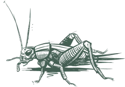 a drawing of a cricket