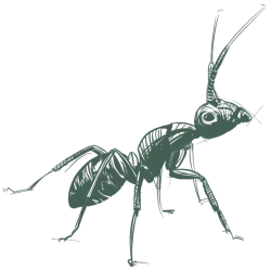 a drawing of an ant