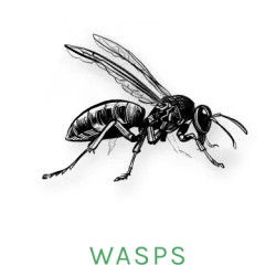 wasp icon