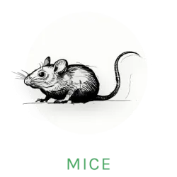 mouse logo