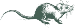 Black sketch illustration of a rat with detailed fur, whiskers, and long tail on a transparent background.