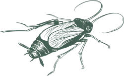 a drawing of a bug