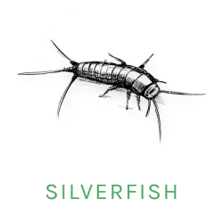 silverfish icon