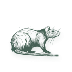 Illustration of a curled-up mouse with detailed fur and whiskers on a transparent background.