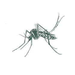 a drawing of a mosquito
