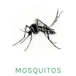 mosquito icon