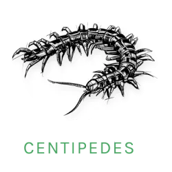 centipede icon