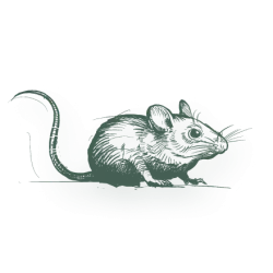 Gray chinchilla curled up with closed eyes and bushy tail on white background