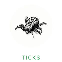 tick icon