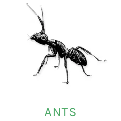 ant icon